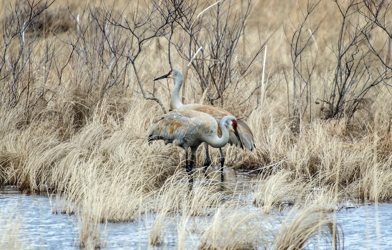 Photo wallpaper nature, birds, together, Grass Lake, Sandhill Crane