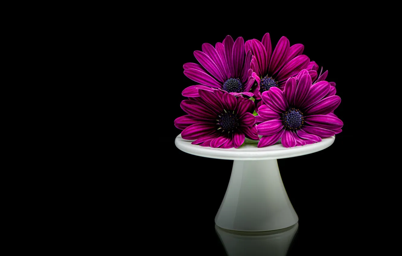 Photo wallpaper flowers, bouquet, purple, black background, stand, lilac, composition, osteospermum