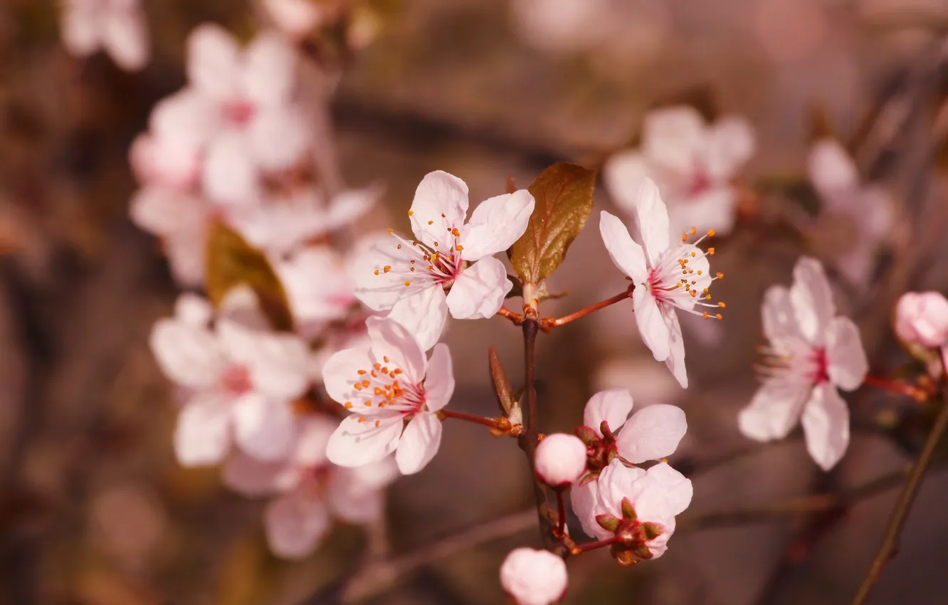 Photo wallpaper flower, spring, twig