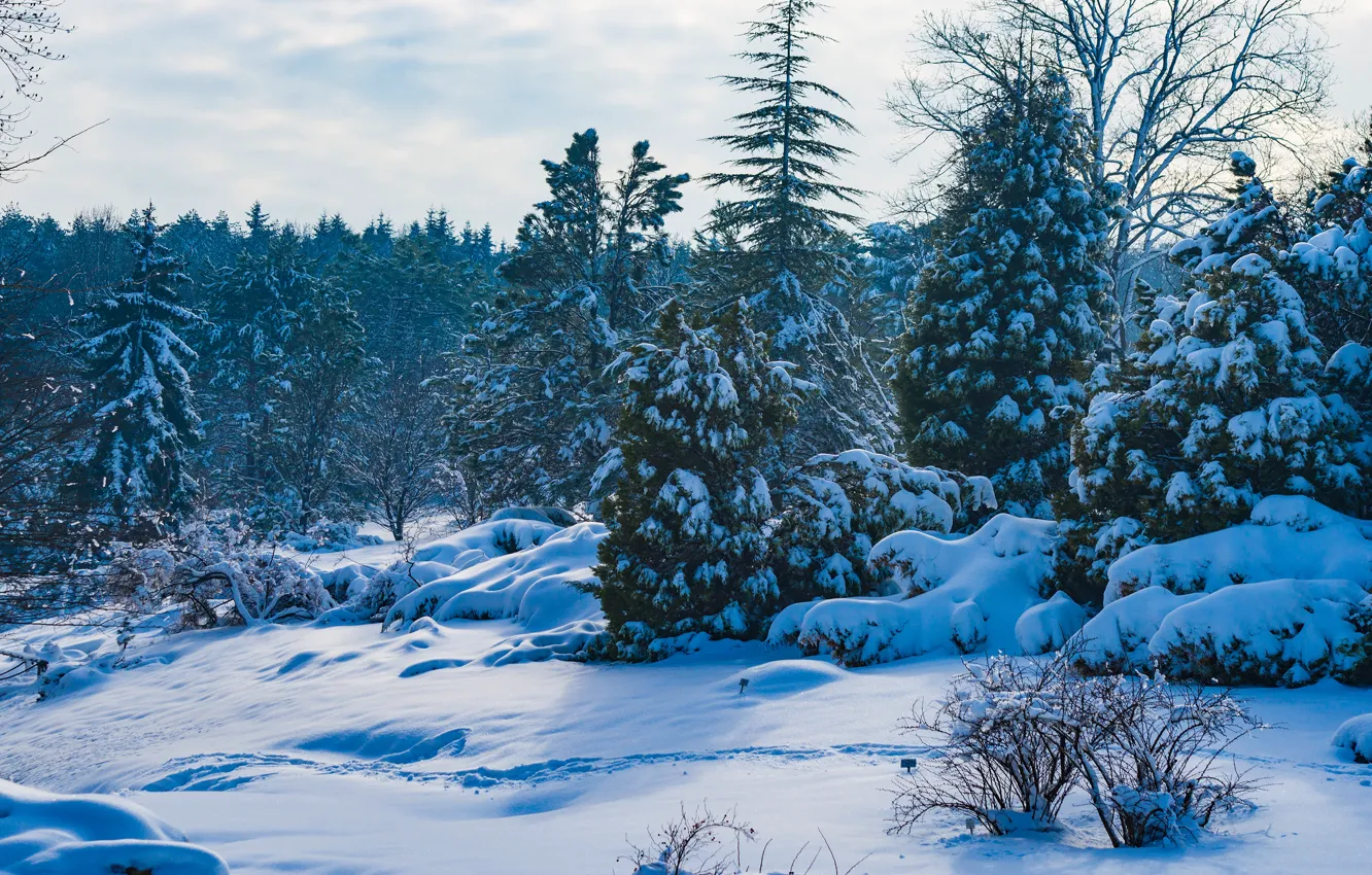 Photo wallpaper winter, frost, forest, clouds, snow, branches, nature, thickets