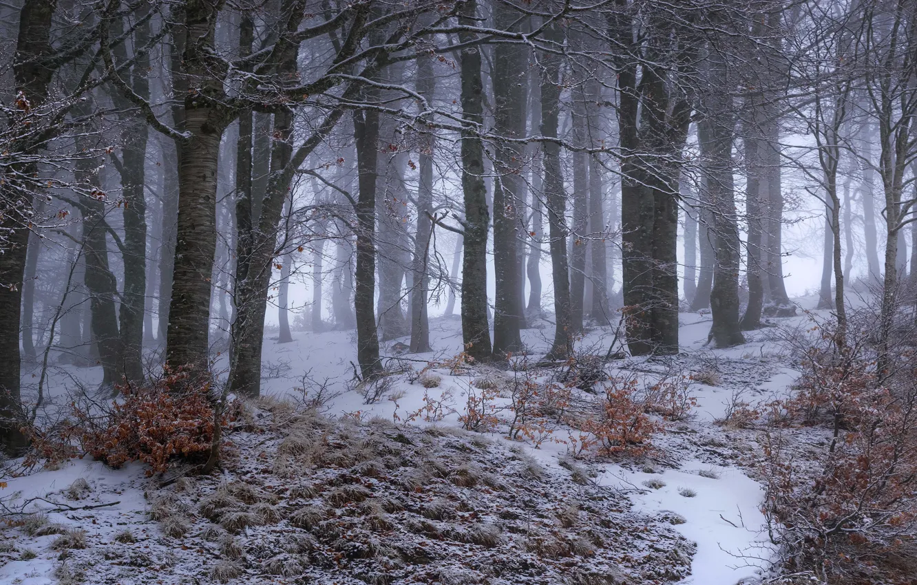 Photo wallpaper winter, frost, forest, snow, trees, branches, fog, haze