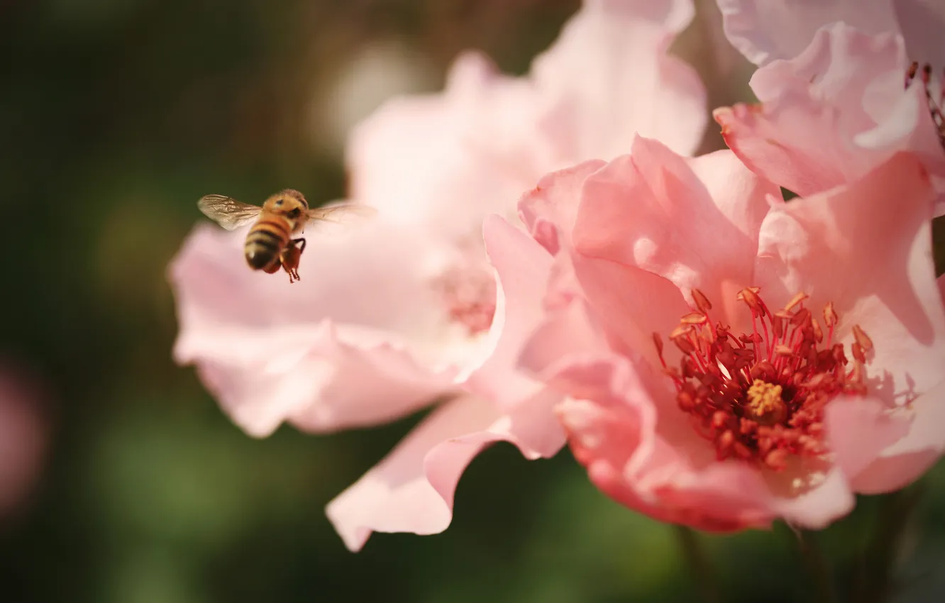 Photo wallpaper flowers, bee, insect, pink