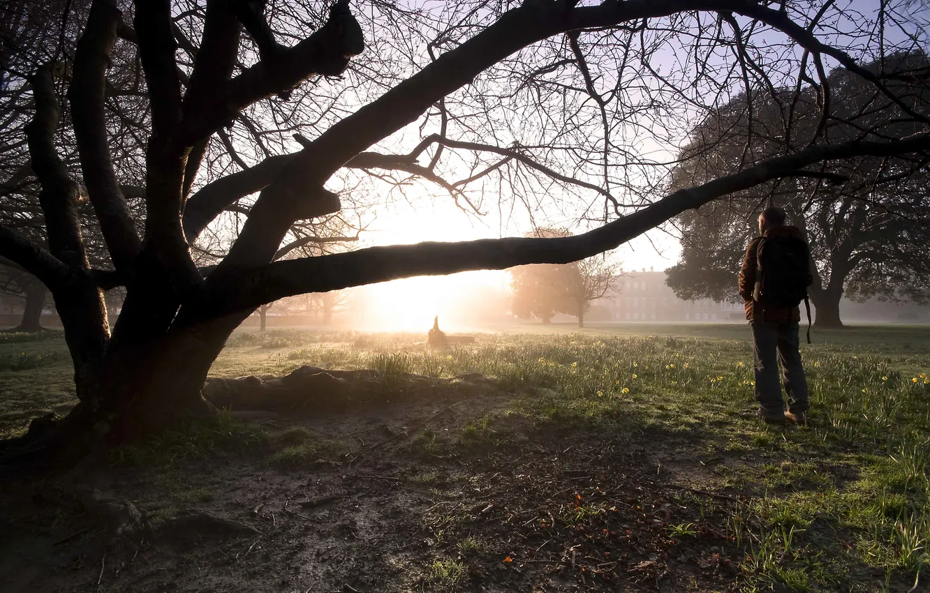 Photo wallpaper trees, nature, people, glow
