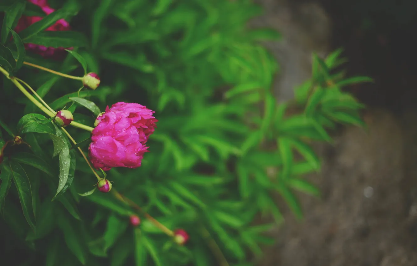 Photo wallpaper flowers, petals, peonies