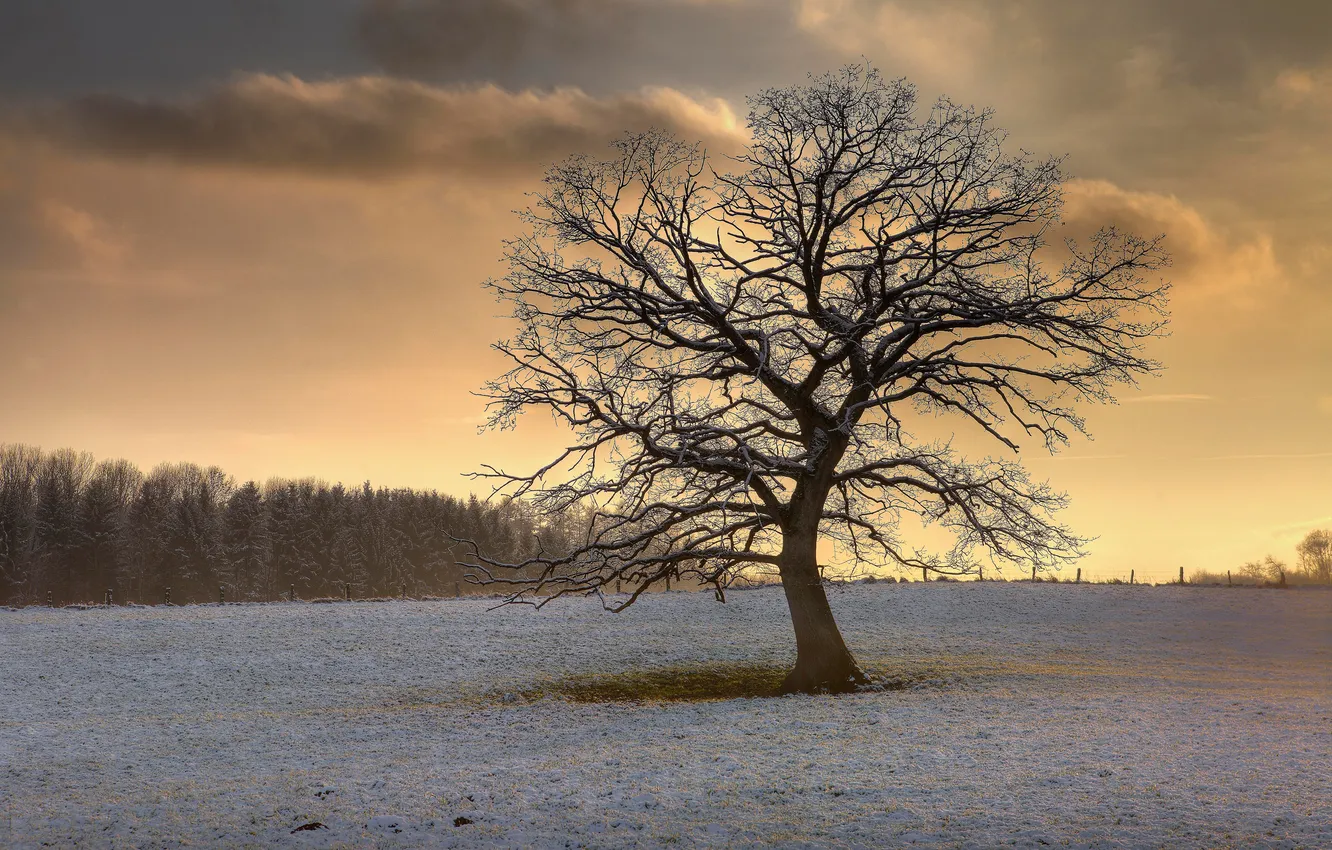 Photo wallpaper field, snow, nature, tree