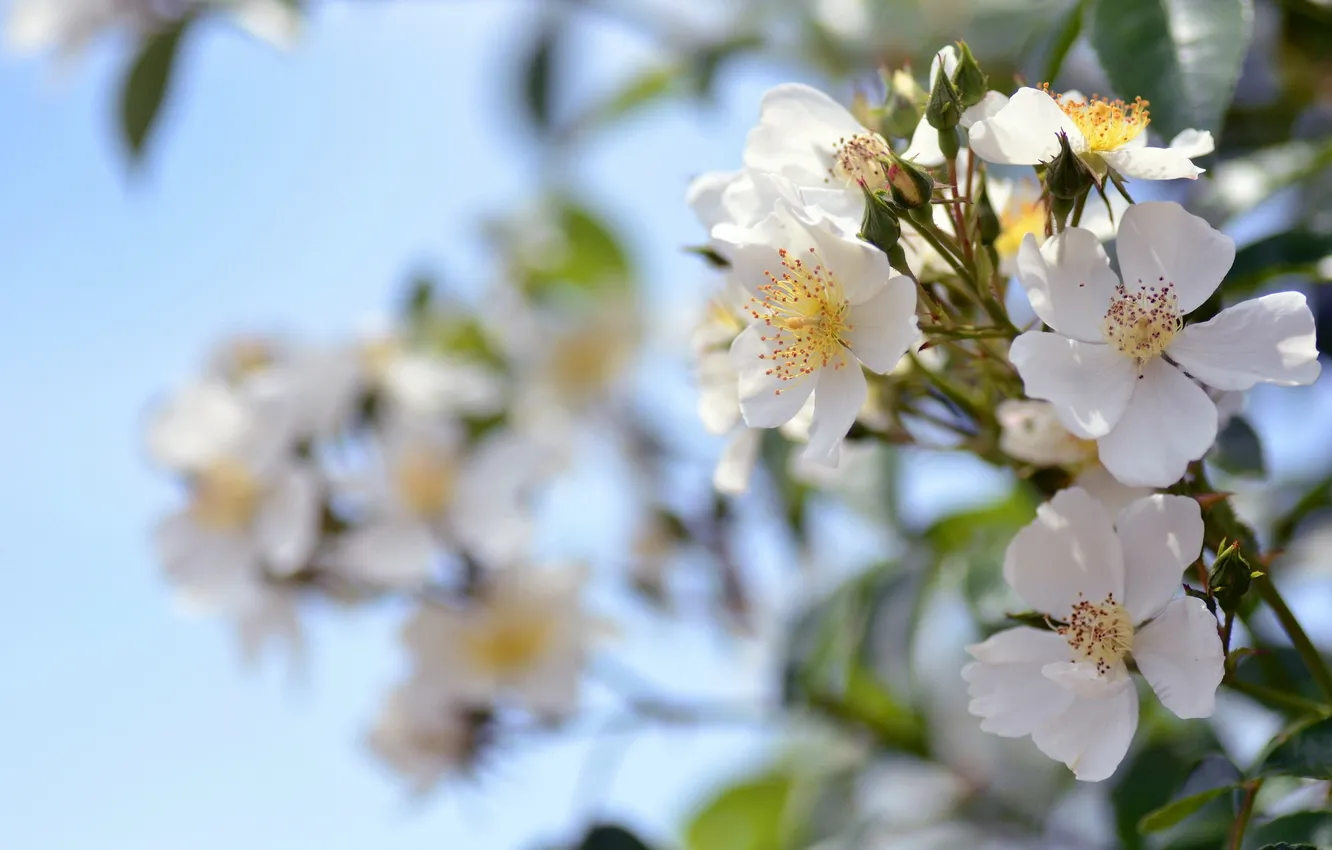 Photo wallpaper nature, background, roses