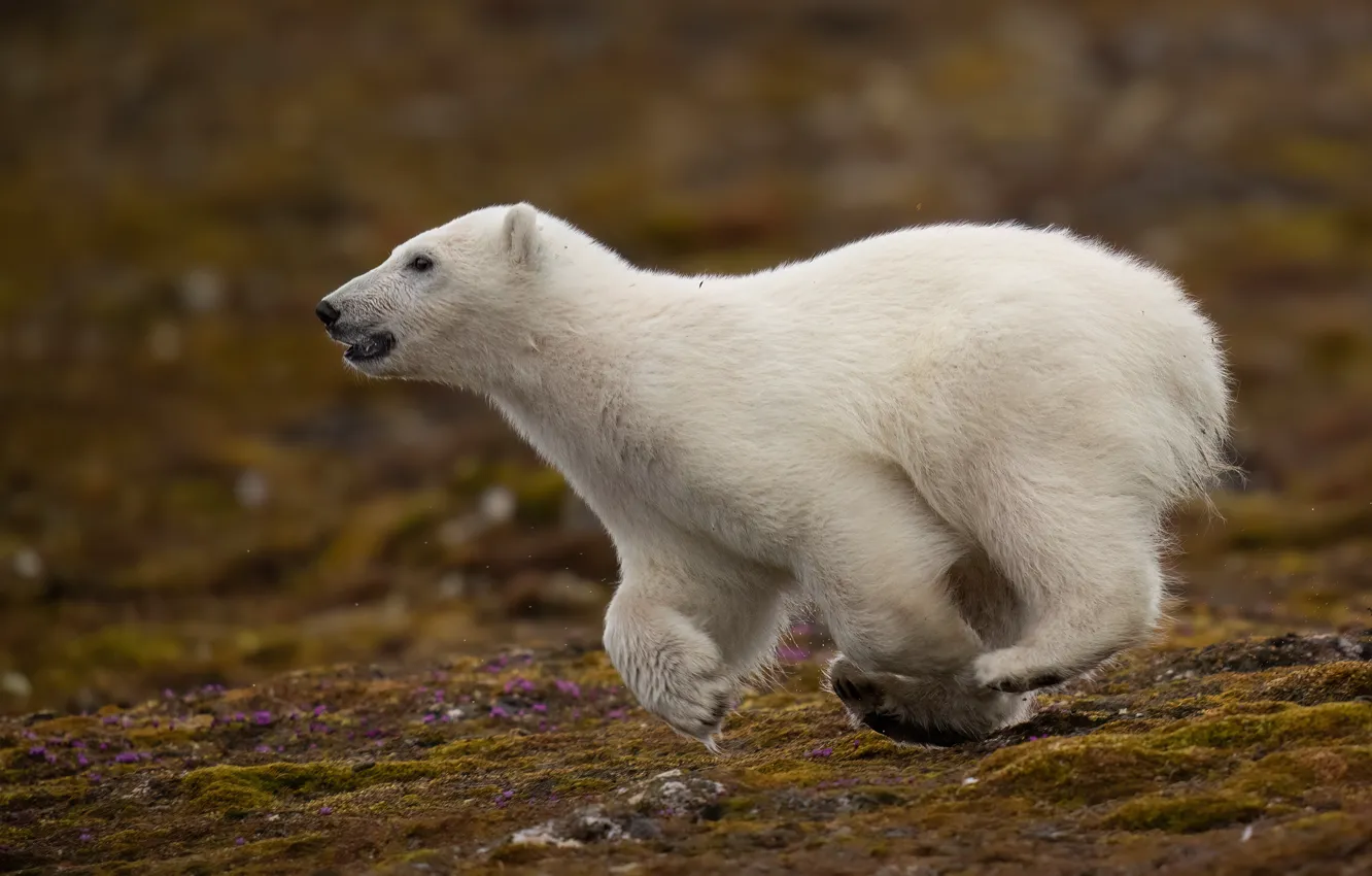 Photo wallpaper look, pose, jump, glade, running, profile, bear, polar bear