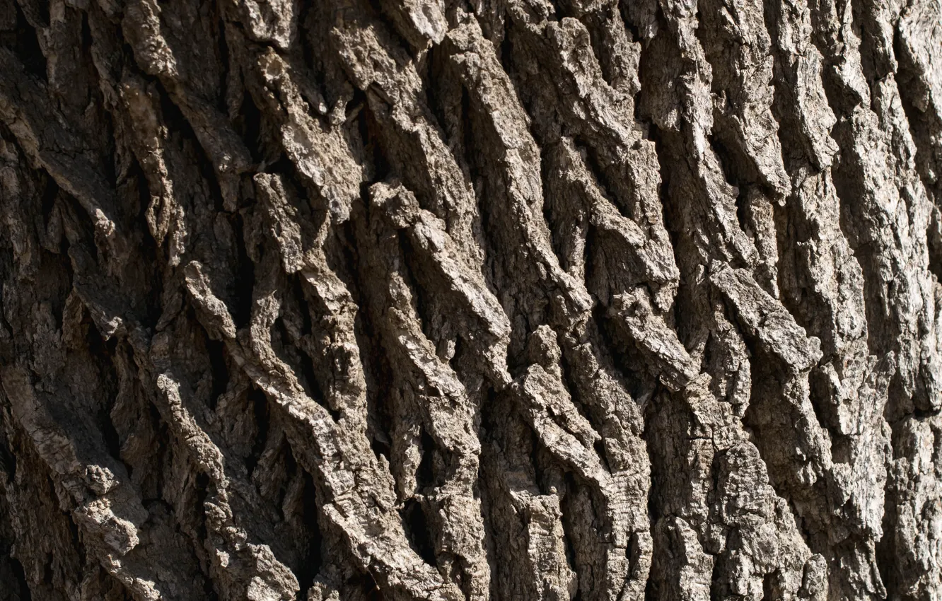 Photo wallpaper macro, nature, tree, bark