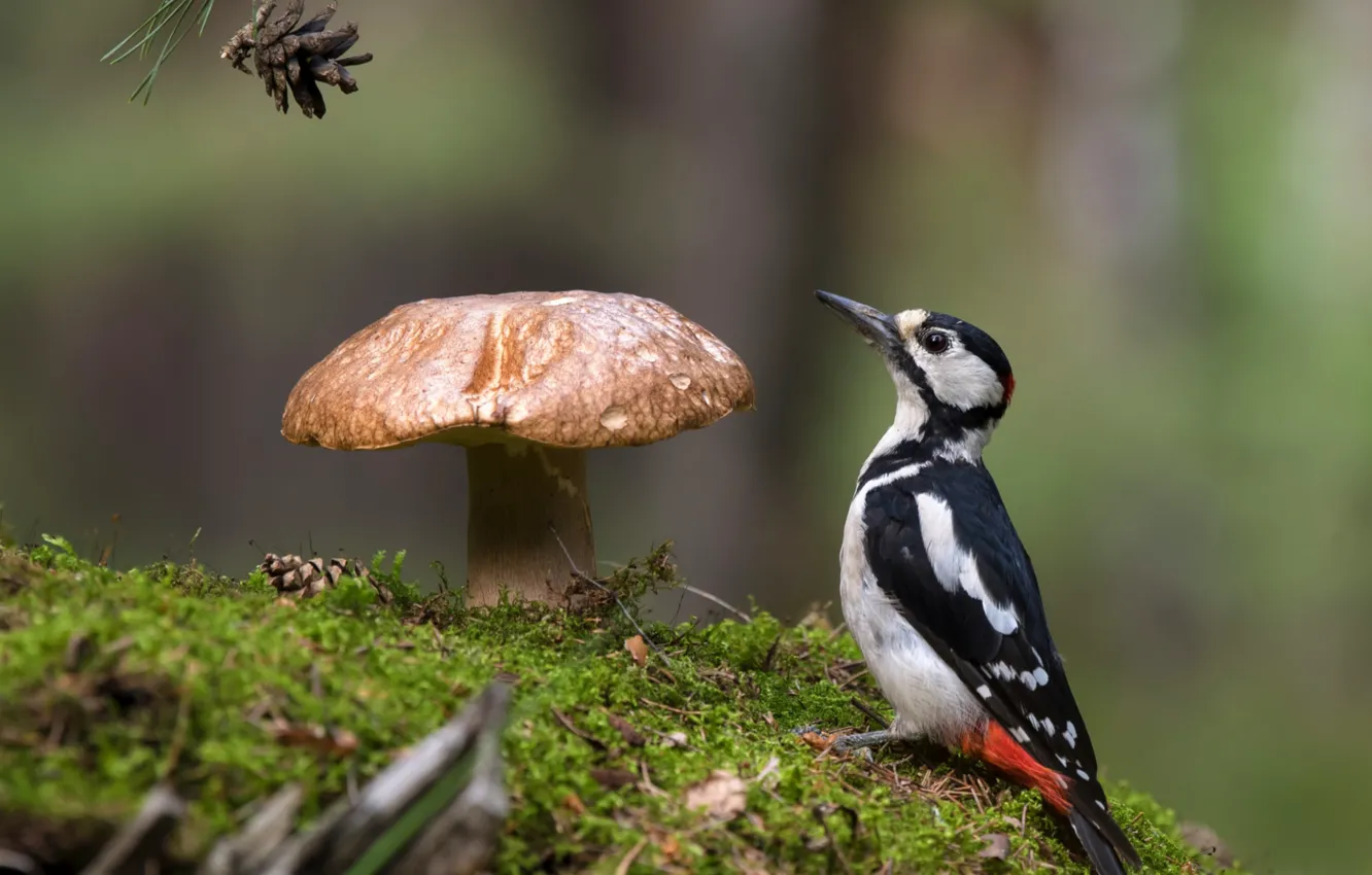 Photo wallpaper bird, mushroom, woodpecker, bump
