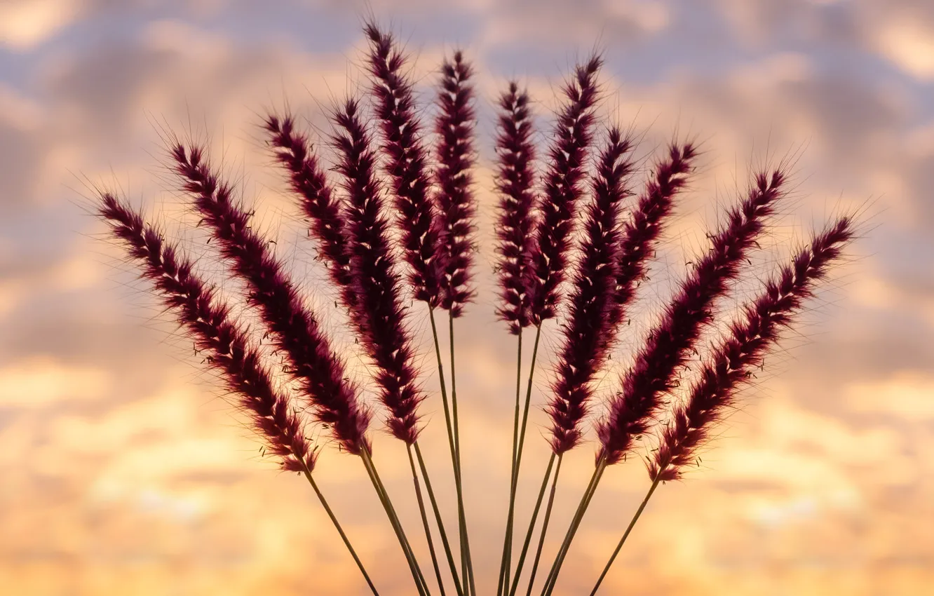 Photo wallpaper sky, flowers, garden