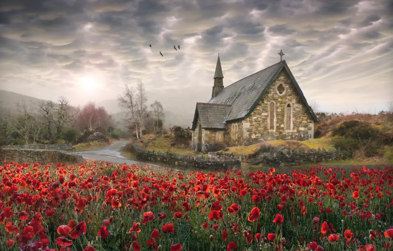Photo wallpaper birds, Maki, Church, Ireland Poppies, Photoshop Elements