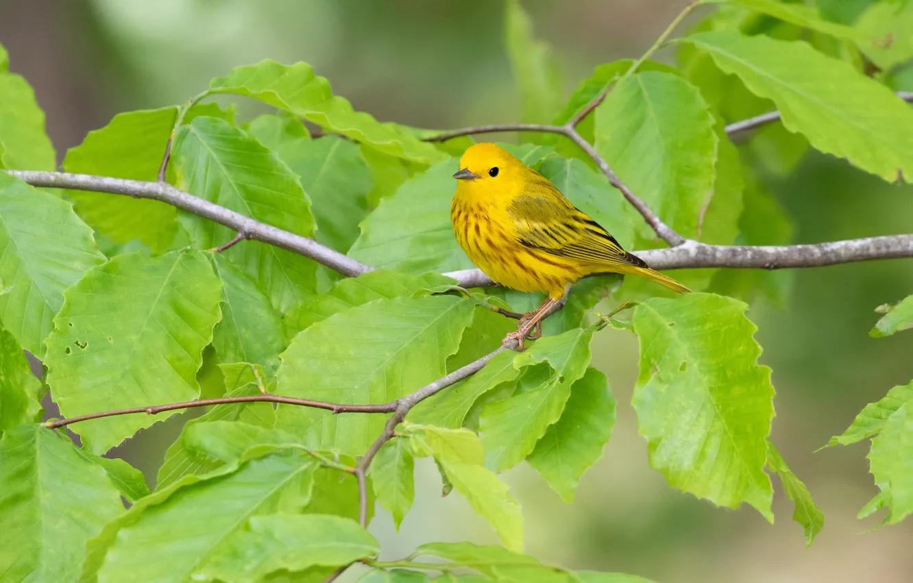 Photo wallpaper leaves, yellow, bird