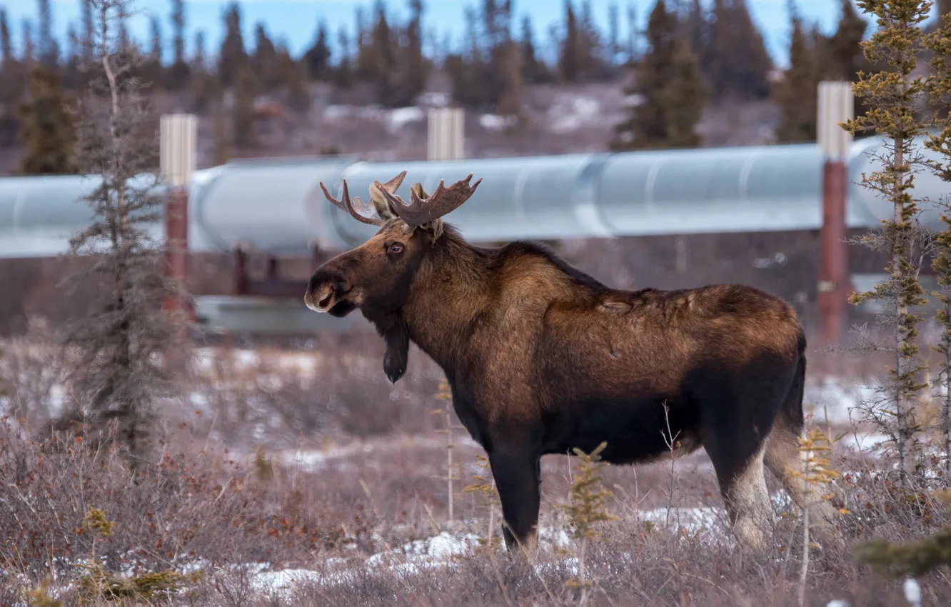 Photo wallpaper branches, nature, profile, moose