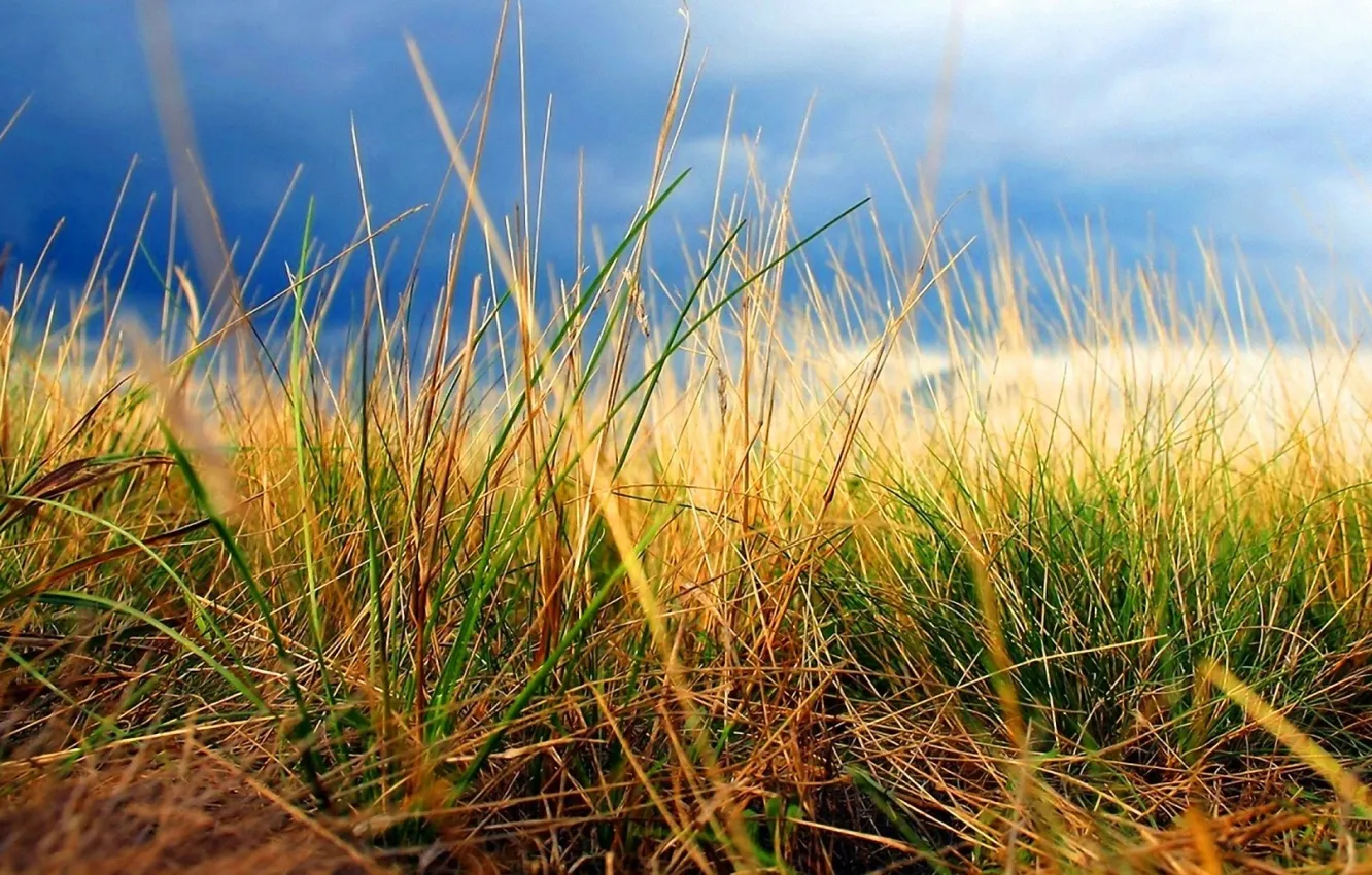 Photo wallpaper autumn, the sky, grass