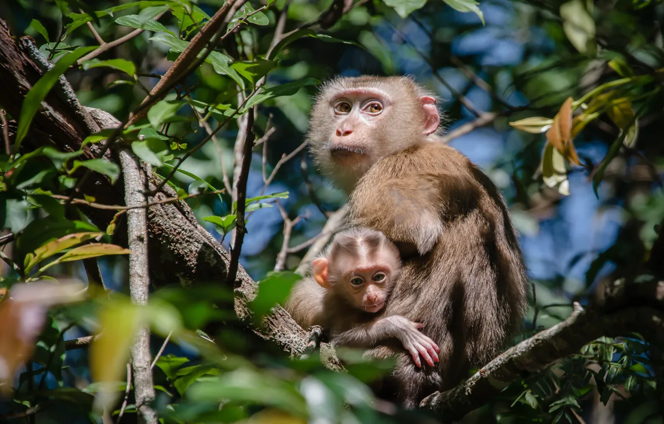 Photo wallpaper look, leaves, light, trees, branches, pose, foliage, two