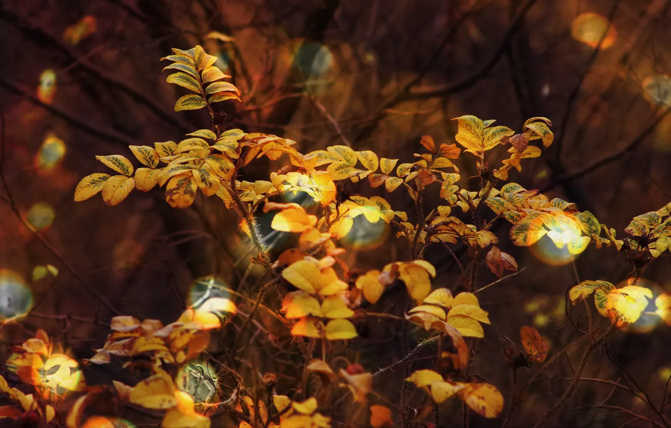 Photo wallpaper autumn, forest, leaves, light, branches, nature, foliage, the bushes