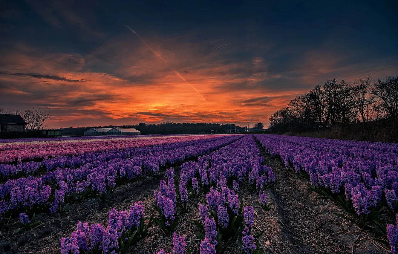Photo wallpaper flowers, spring, plantation, hyacinths