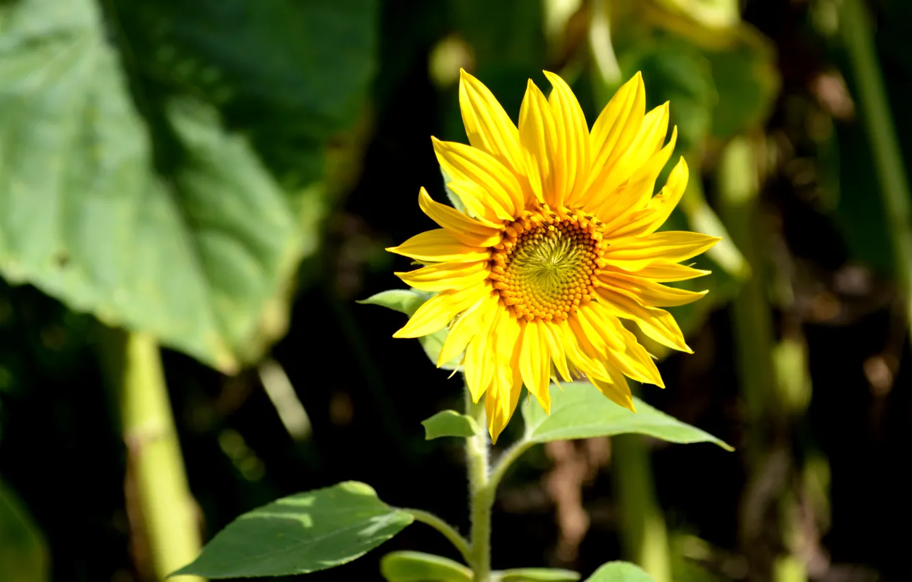 Photo wallpaper sunflowers, yellow, nature