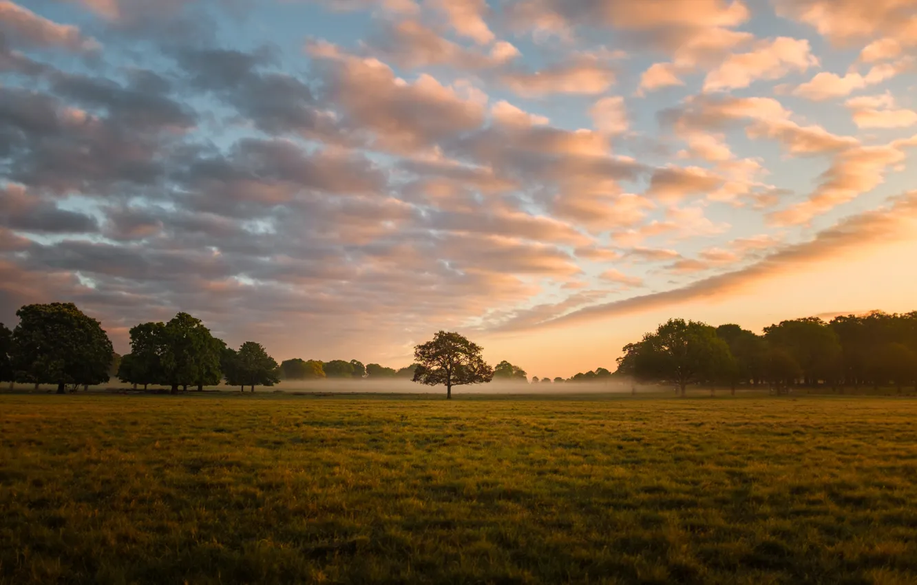 Photo wallpaper field, clouds, trees, landscape, nature, fog