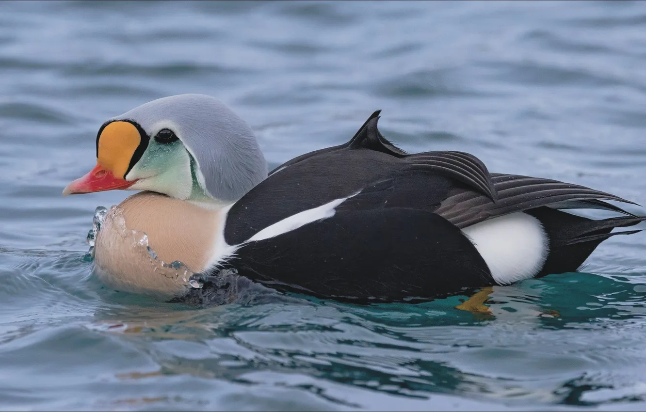 Photo wallpaper water, nature, bird, duck, beauty