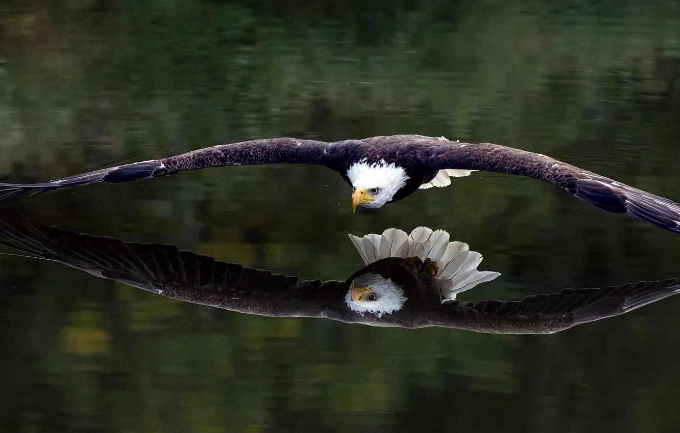 Photo wallpaper reflection, bird, eagle