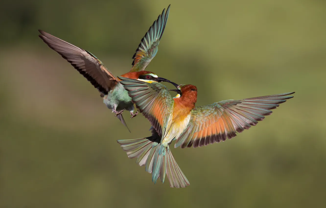 Photo wallpaper flight, birds, background, bird, two, wings, pair, bee-eaters