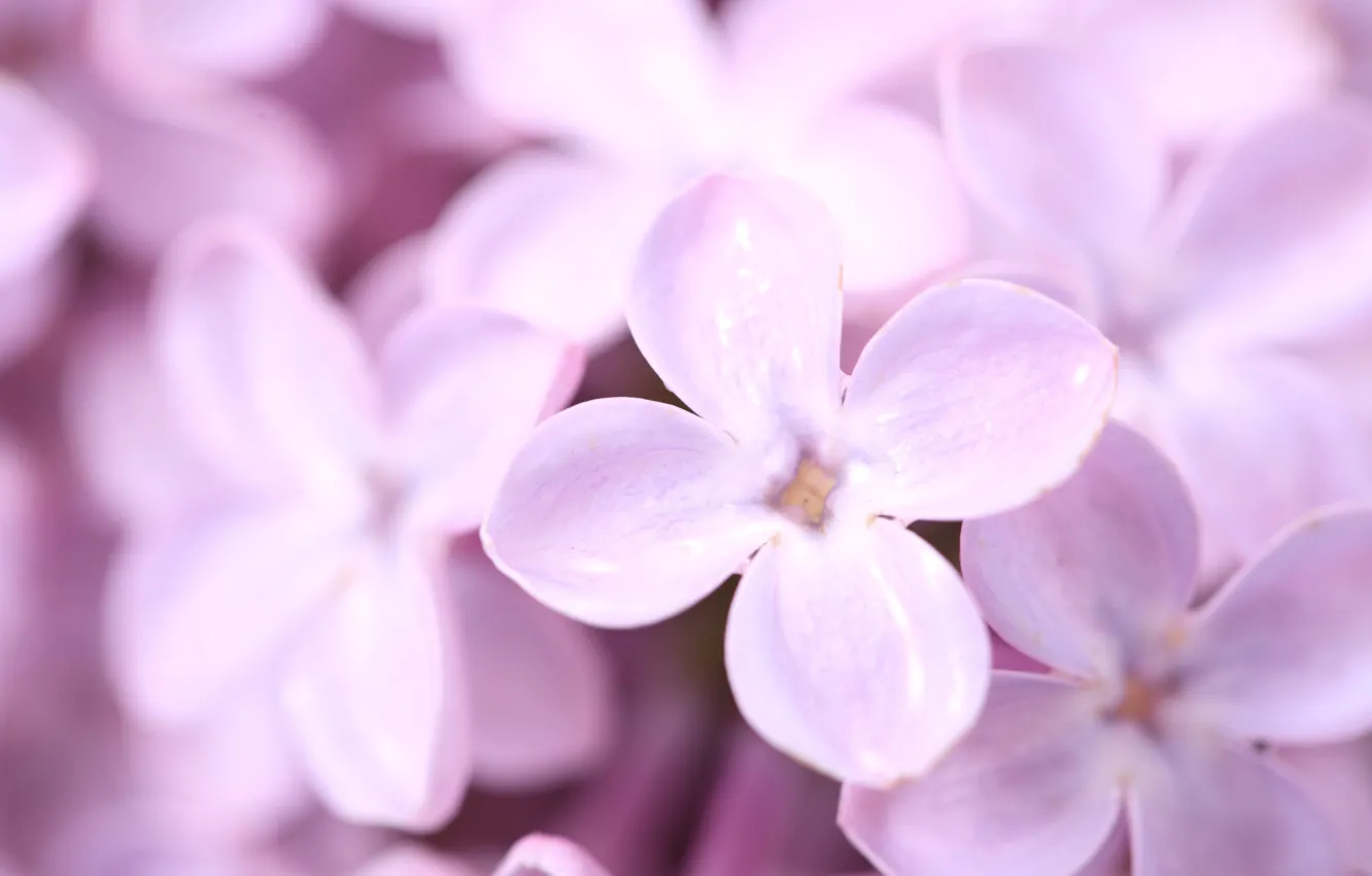 Photo wallpaper flowers, spring, petals, lilac, purple
