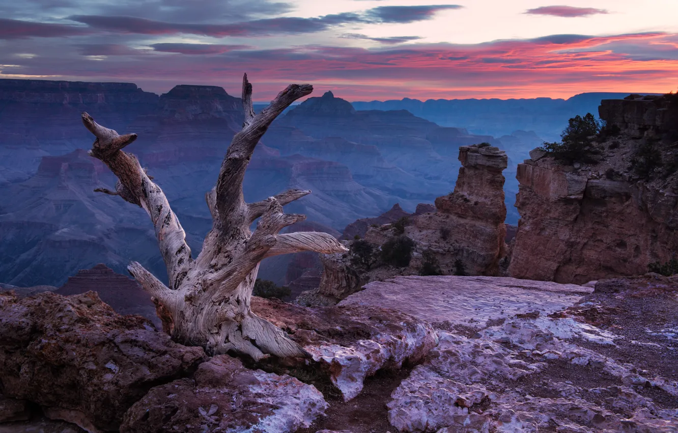 Photo wallpaper the sky, clouds, stones, rocks, canyon, USA, snag