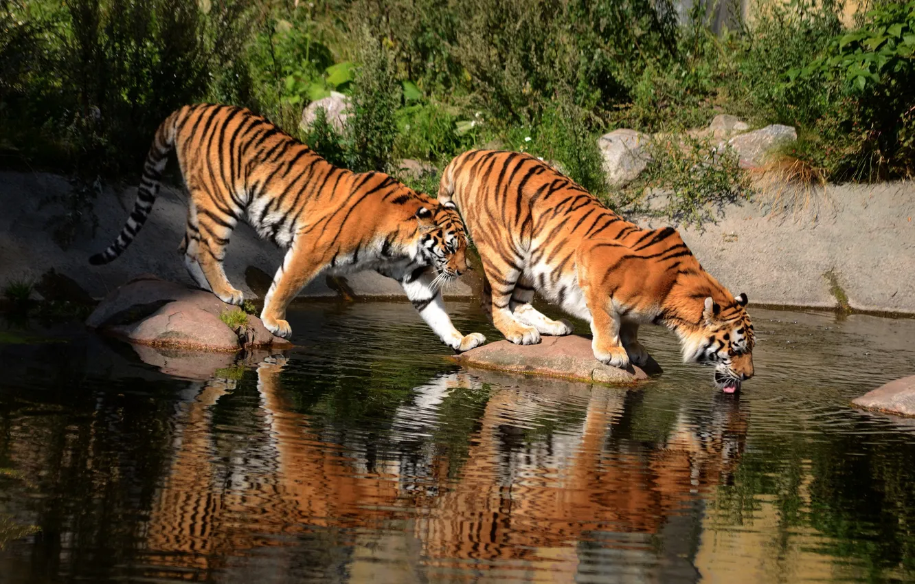 Photo wallpaper water, tiger, reflection, two, pair, drink, the bushes, pond