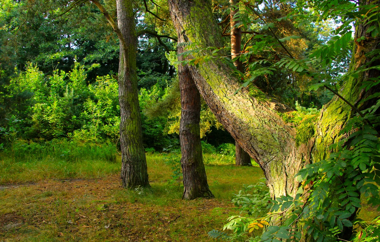 Photo wallpaper tree, branch, moss, twig