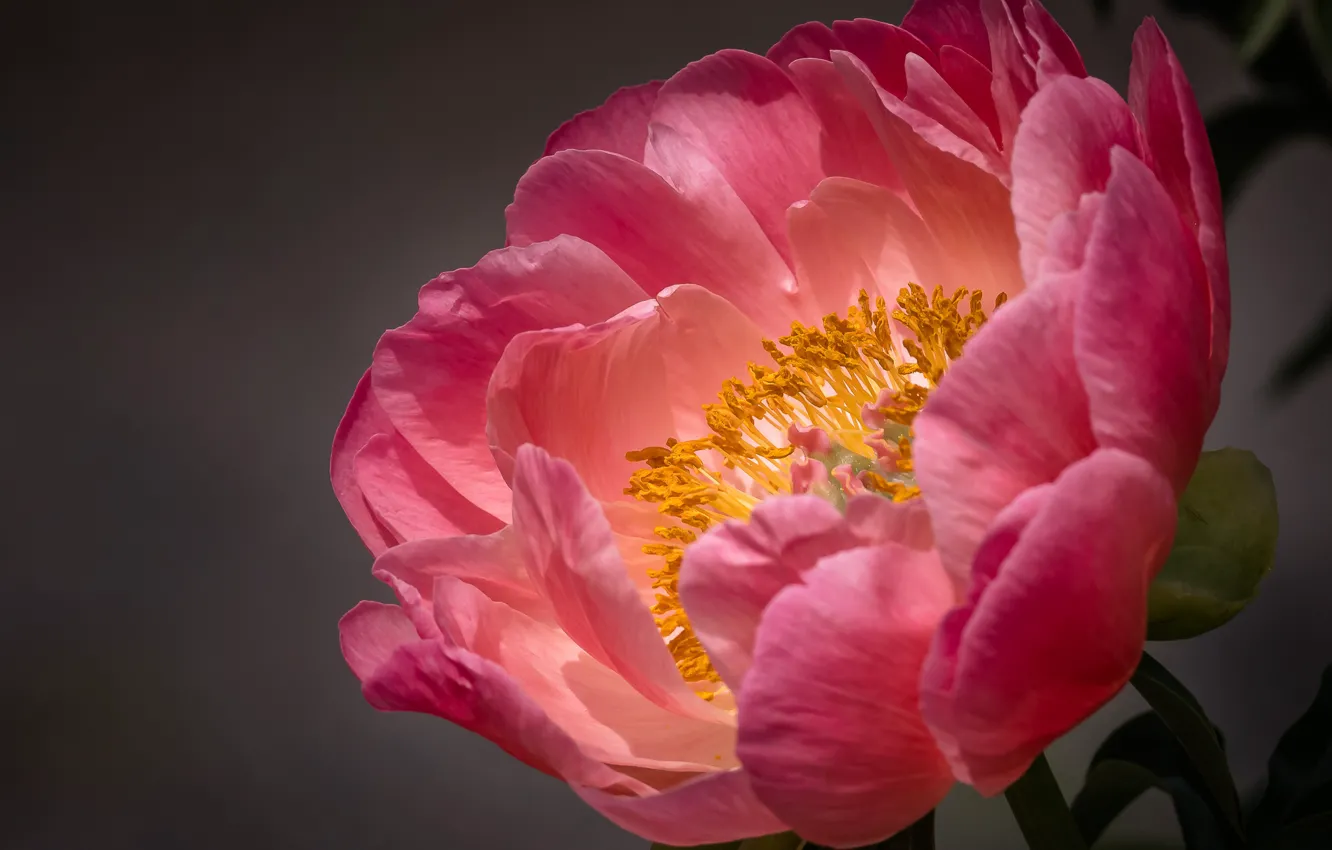 Photo wallpaper macro, flowers, pink, grey background, peonies