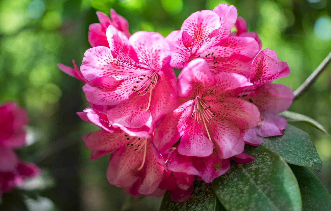 Photo wallpaper flowers, pink, Azalea, rhododendrons