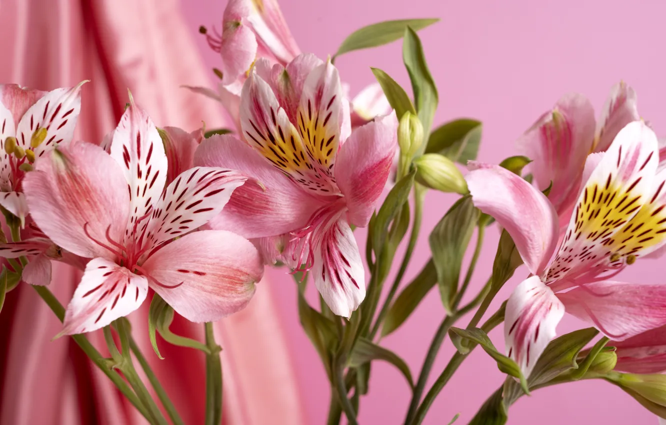 Photo wallpaper flowers, bouquet, pink, Alstroemeria, Alstroemeria