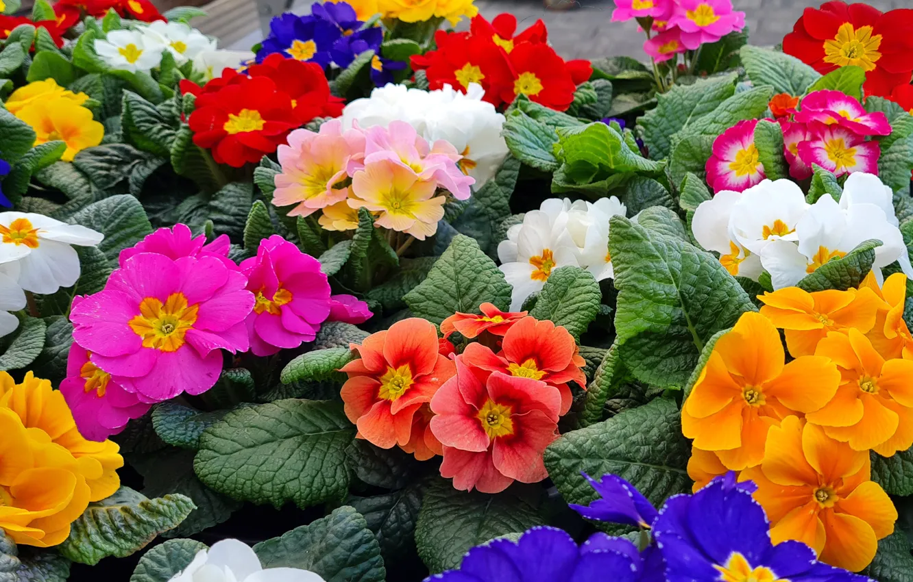 Photo wallpaper leaves, flowers, orange, red, bright, spring, pink, colorful