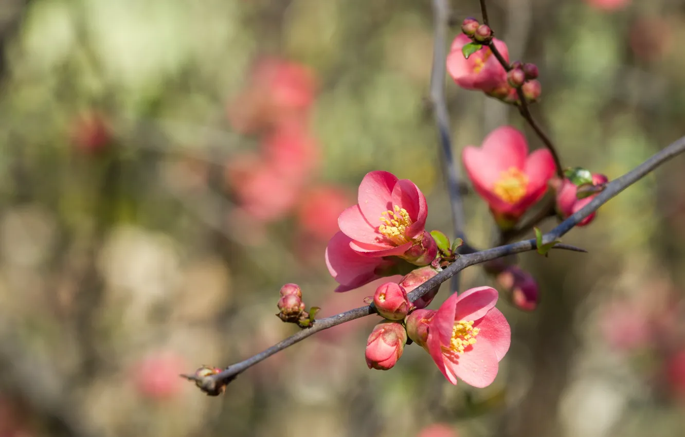 Photo wallpaper flowers, branch, spring, pink, flowering, bokeh, quince