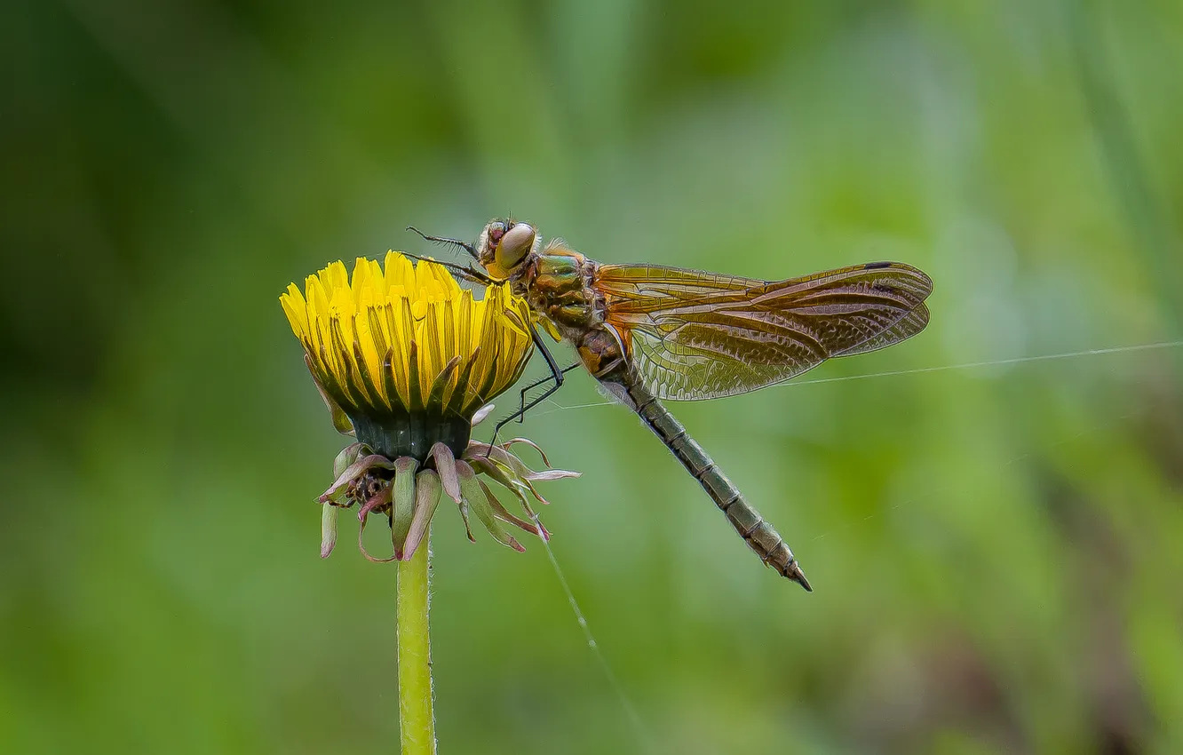 Photo wallpaper flowers, nature, dandelion, spring, dragonfly