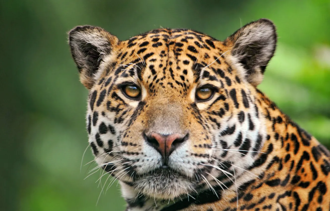 Photo wallpaper Jaguar, looks, handsome