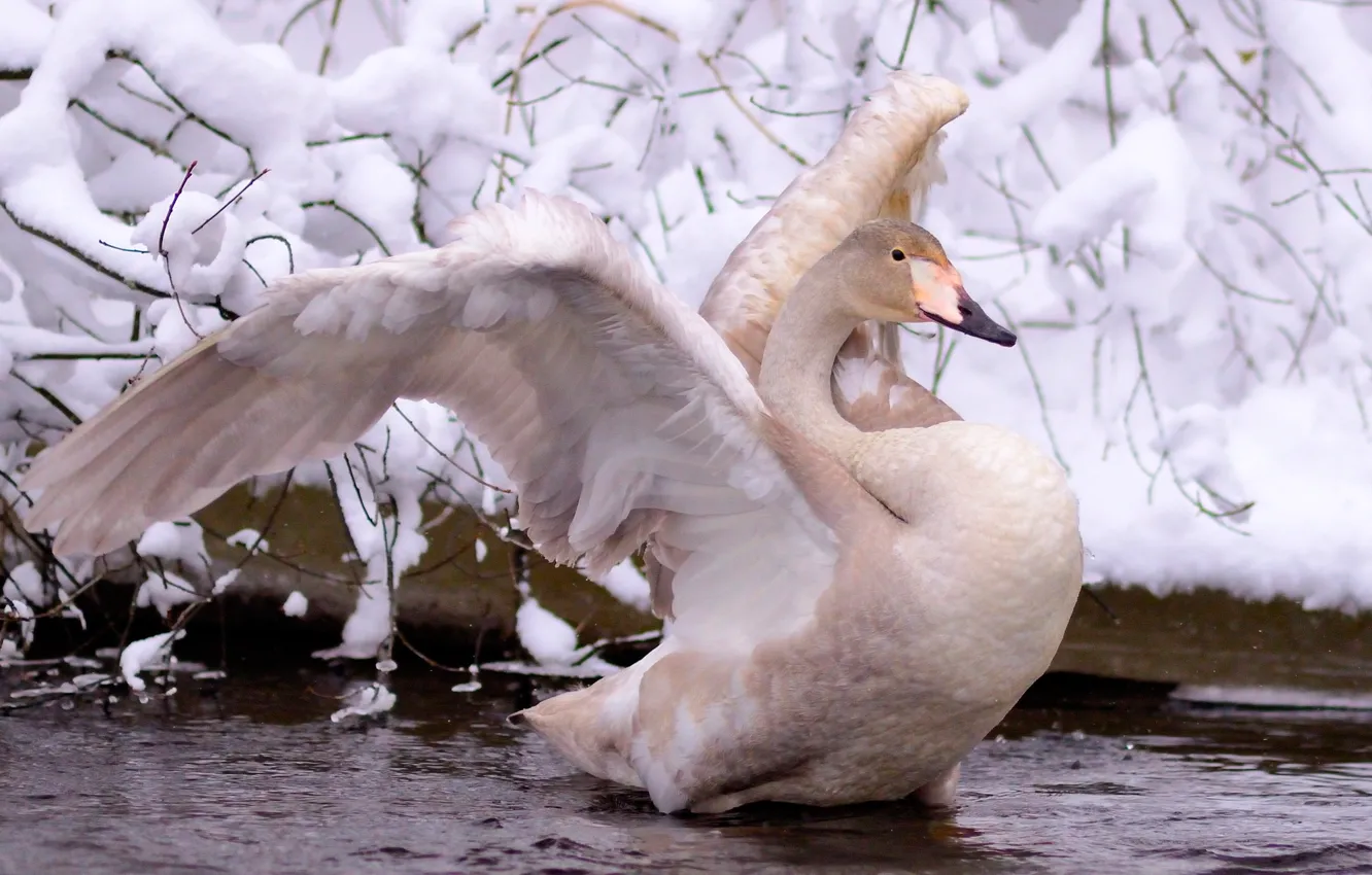 Photo wallpaper winter, white, water, snow, branches, nature, wings, Swan