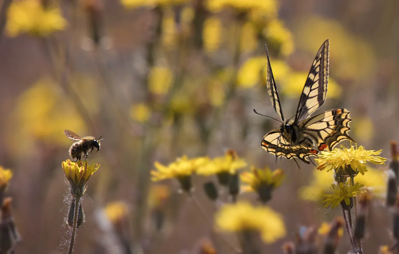 Photo wallpaper summer, macro, bee, butterfly, insect, bumblebee, a couple