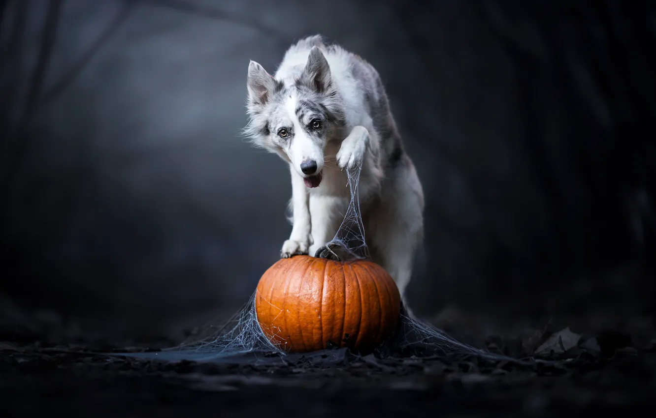 Photo wallpaper face, background, paw, dog, web, pumpkin, The border collie