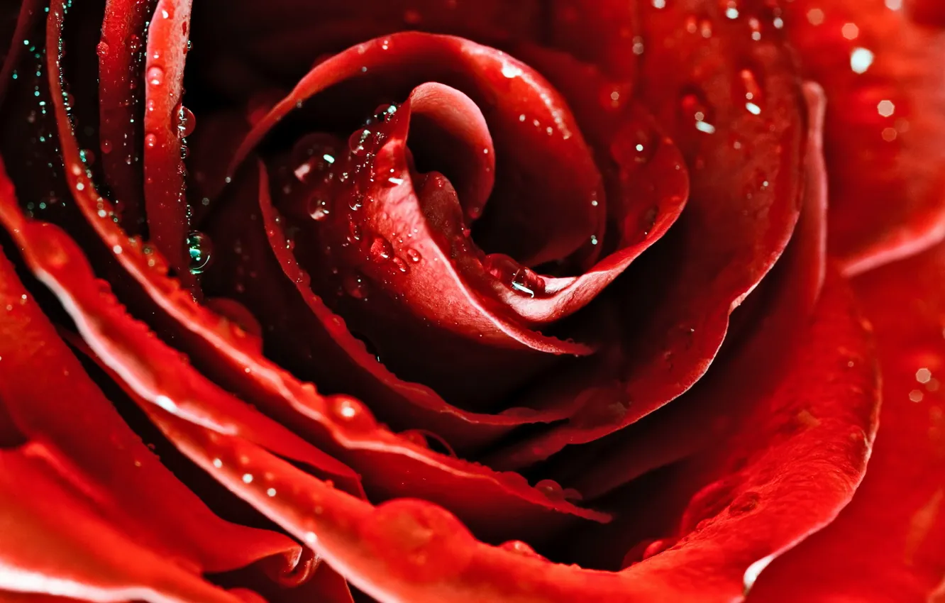 Photo wallpaper drops, macro, flowers, red, Rosa, roses, petals