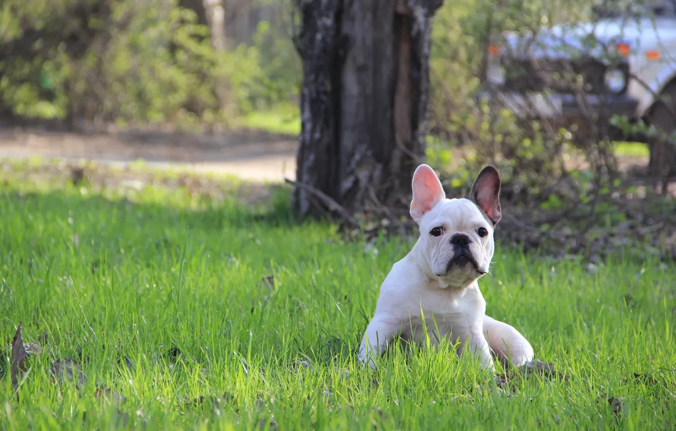 Photo wallpaper grass, puppy, French bulldog, French Bulldog