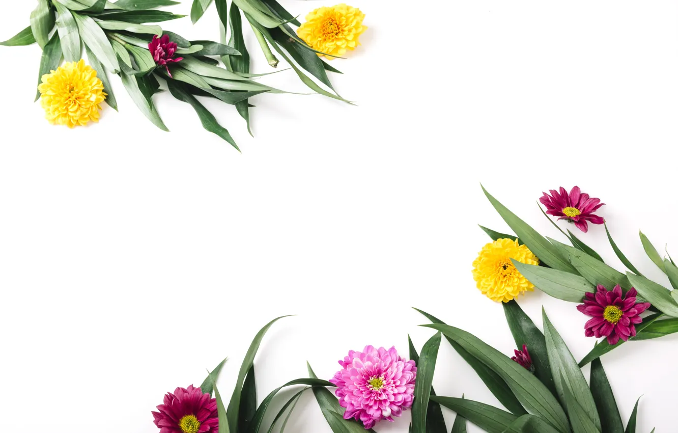 Photo wallpaper greens, leaves, flowers, chrysanthemum