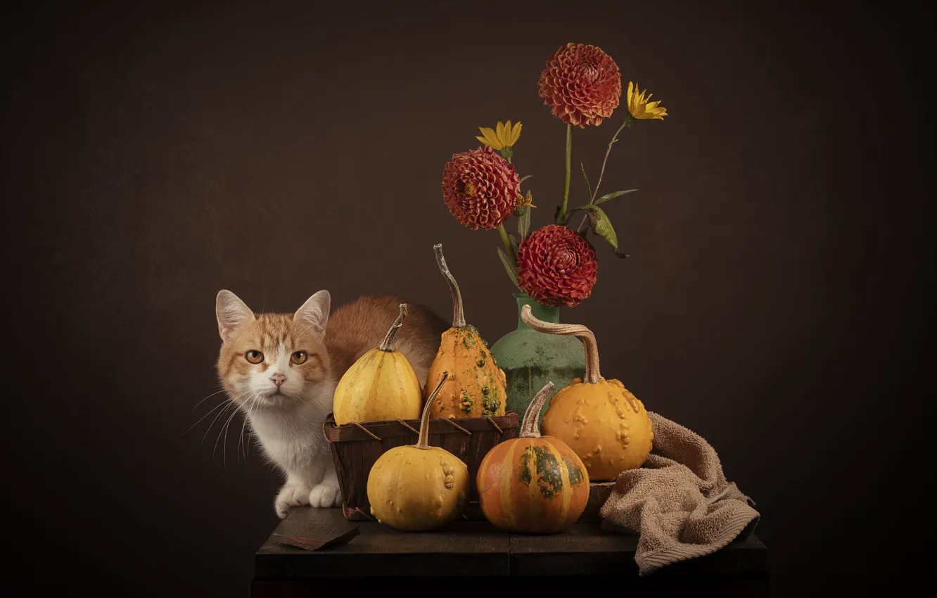Photo wallpaper cat, cat, look, flowers, pose, the dark background, table, bouquet