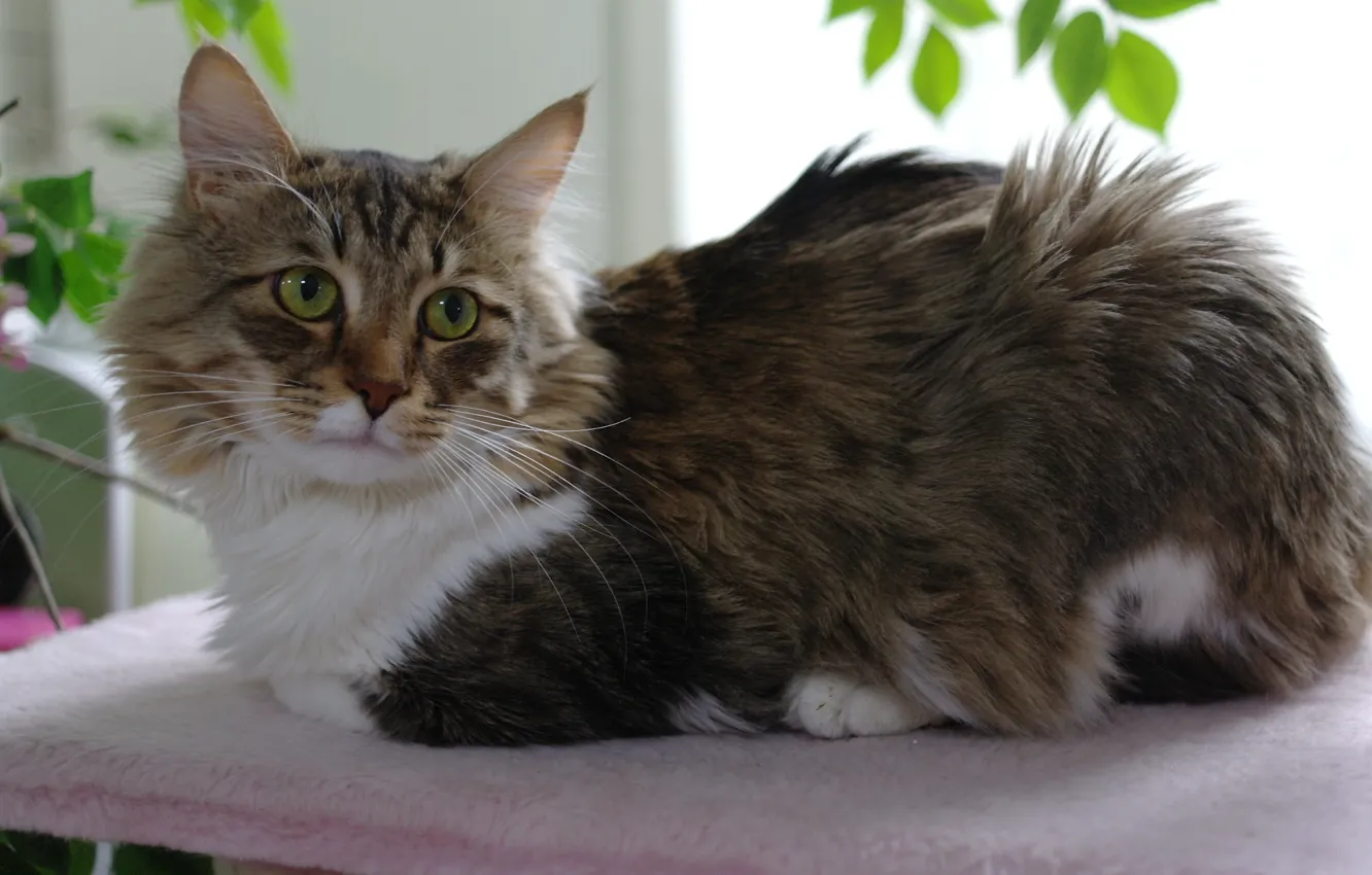 Photo wallpaper cat, look, pussy