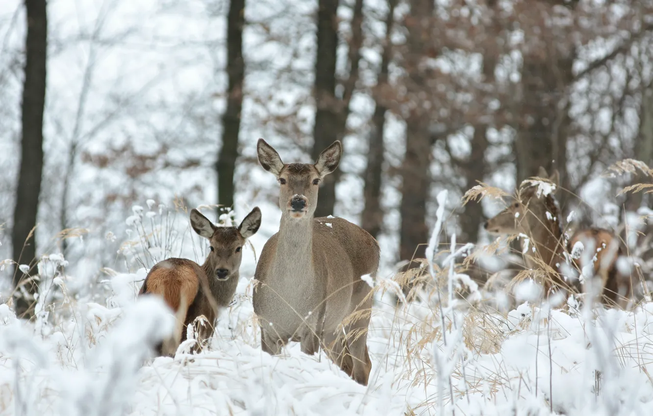 Photo wallpaper winter, forest, grass, snow, trees, deer, bokeh