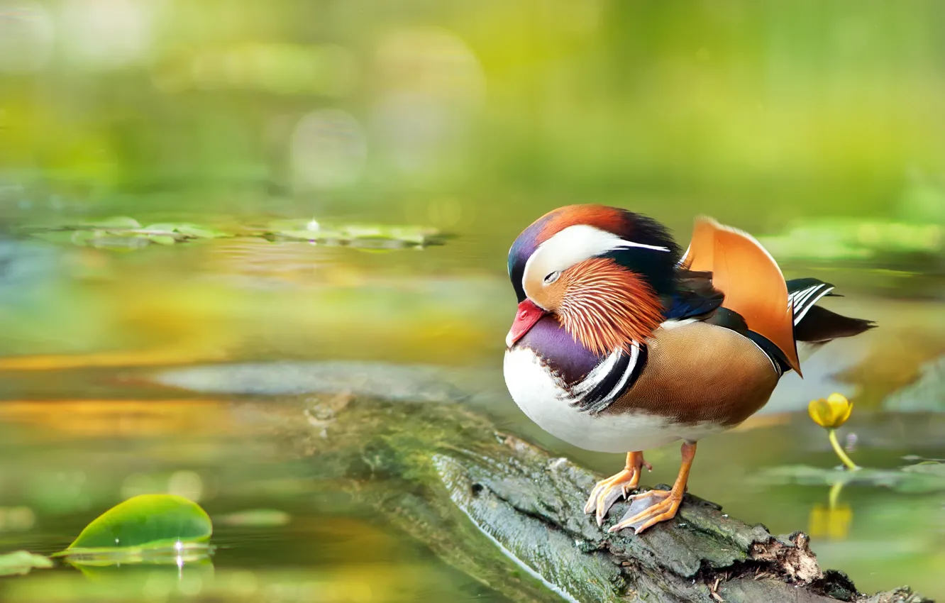 Photo wallpaper water, bird, duck, tangerine