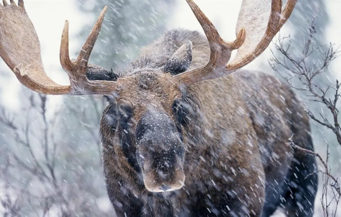 Photo wallpaper Canada, animal, wildlife, Moose