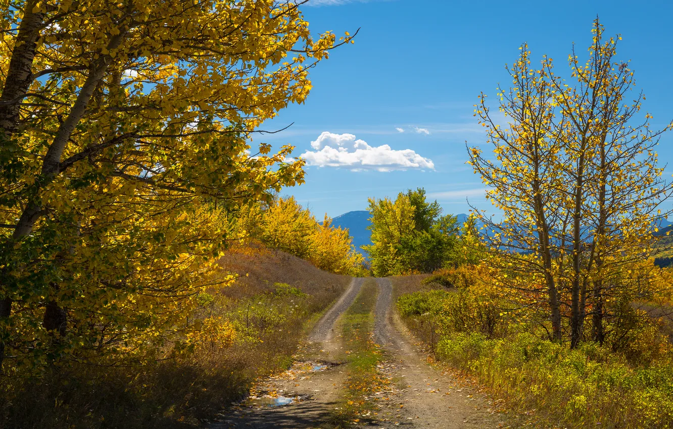 Photo wallpaper road, autumn, forest, clouds, trees, branches, blue, hills