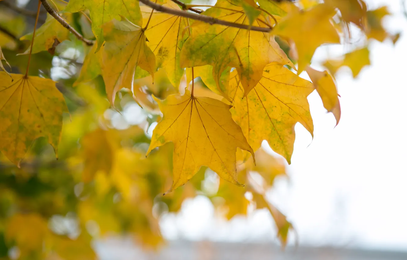 Photo wallpaper autumn, leaves, tree, yellow, colorful, maple, yellow, autumn